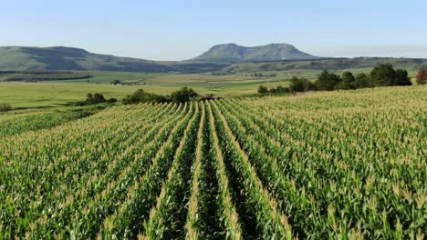 Rotating-aerial-over-long-straight-rows-of-healthy-green-corn-field