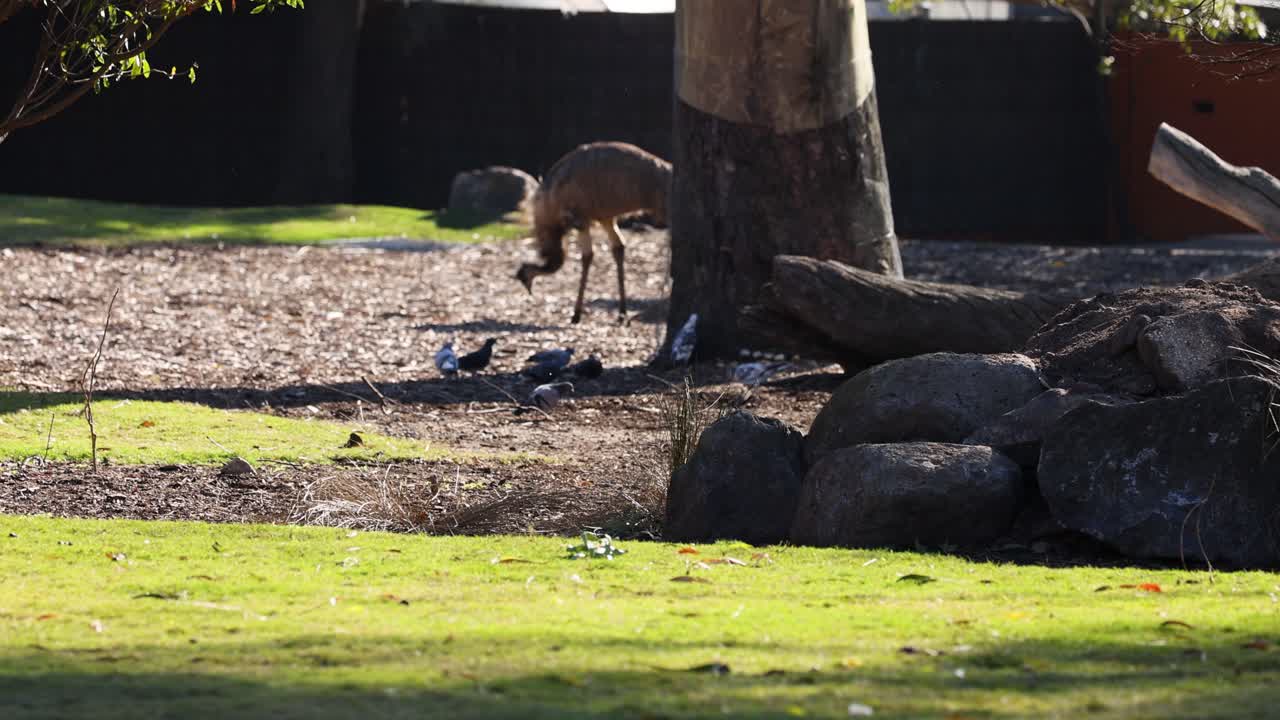 Un emù interagisce con i piccioni allo zoo