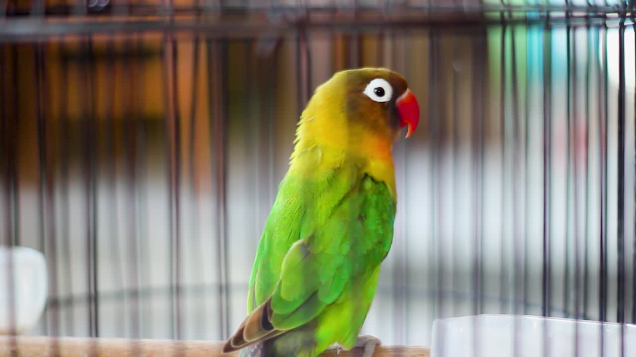 Nyasa Lovebird or Lilian's Lovebird, Agapornis lilianae, green exotic bird sitting on a branch in a cage, Cirebon, Indonesia