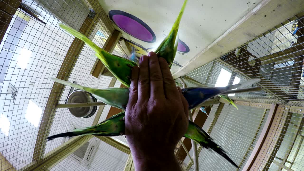 zoológico y personas que alimentan al loro con la mano del anciano tocando o acariciando el zoológico. loros verdes y azules. emociones de alegría sensación de ternura. vista de ángulo bajo la cola del pájaro