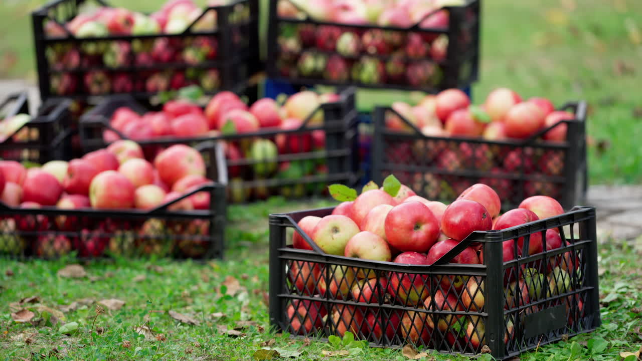 Apples harvest in the garden. Delicious fruits in drawers on the grass. Man puts the drawer with red apples on the background of natural products in autumn.