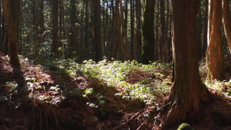 sea of trees, aokigahara jukai suicide forest in yamanashi japan