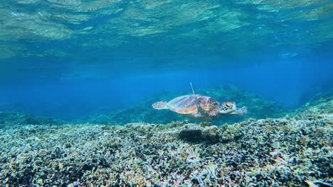 green sea turtle swimming over coral reef