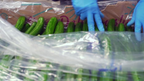 trabajador empaquetando pepinos en caja para la venta