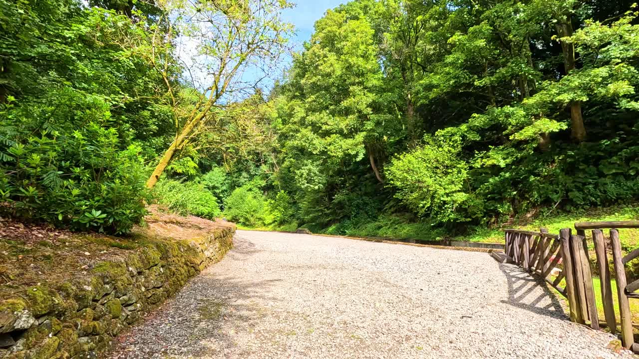 활기찬 녹색 잎자루로 둘러싸인 경치 좋은 길