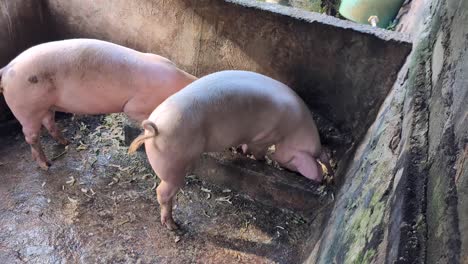 two balinese pigs eating food from trough in animal pen on farm in bali indonesia