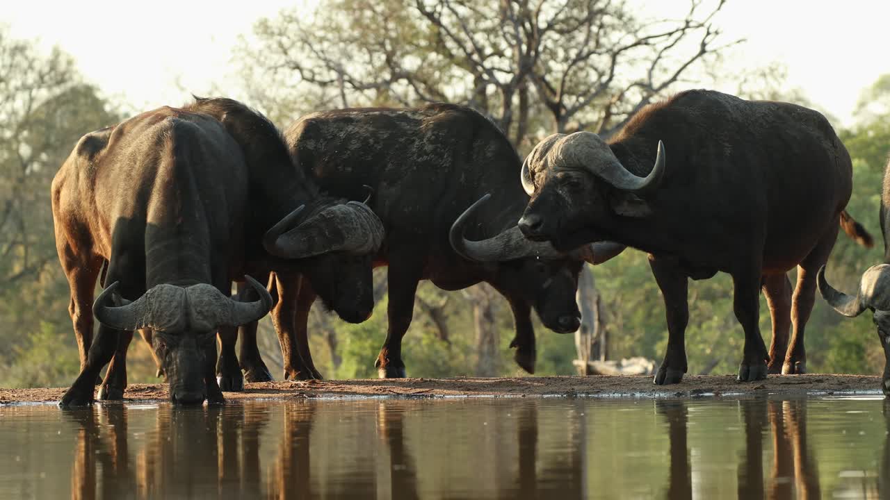 Wide shot of a group of male Cape buffaloes standing and drinking at a waterhole, Greater Kruger