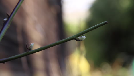 young buds growing on a fruit plant at the beginning of spring