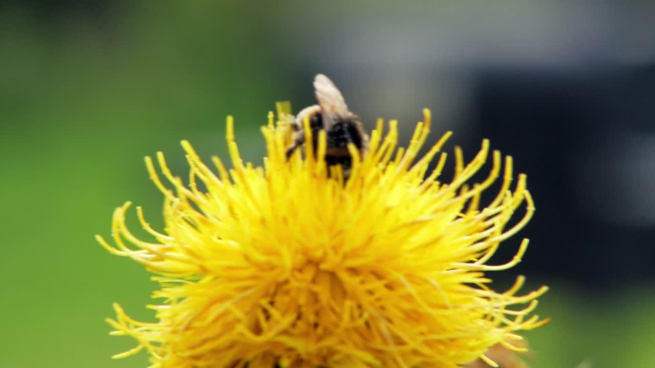 un primer plano macro de un abejorro en una flor amarilla en busca de comida