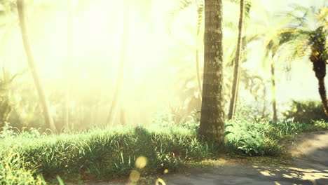 bright sunlight filtering through tropical trees in a serene environment