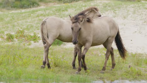 Caballos-Konik-Polacos-En-La-Reserva-Natural-De-Oranjezon,-Seguimiento,-Cámara-Lenta