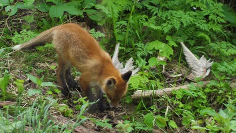 Cute-red-fox-cub-stands-in-the-grass-and-looks-at-the-camera