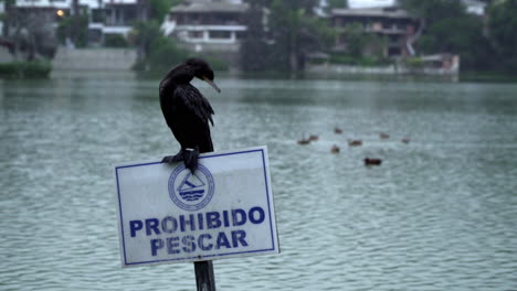 a black cormorant standing on a prohibited sign cleaning itself at a harbor