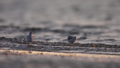 Medium-shot-of-two-common-greenshank-wading-in-the-gentle-surf-late-in-the-afternoon-as-the-waves-gently-roll-onto-the-sandy-beach,-slow-motion