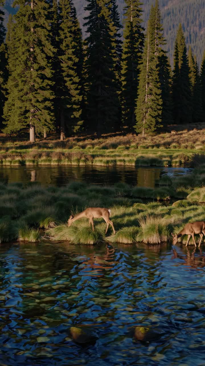 A serene nature video captures a deer by a tranquil lake, surrounded by tall pine trees, shot