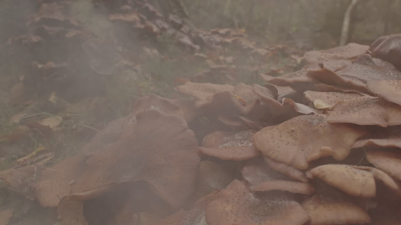 Beautiful Dolly in of trail of mist rolling over mushroom colony in forest