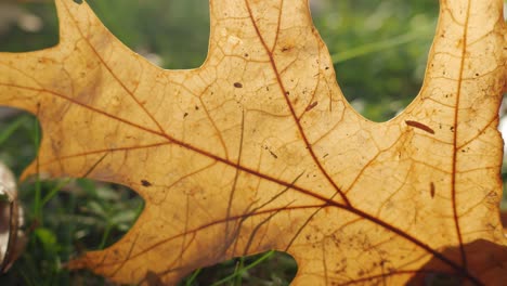 orange, autumn leaf on grass, extreme close up