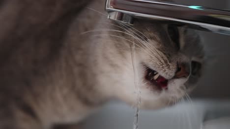 macro shot of cat drinking water k slow