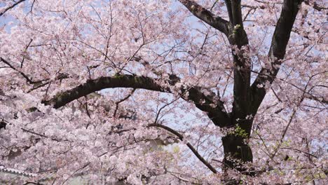 blooming sakura cherry tree, pink blossom in branches, panning right