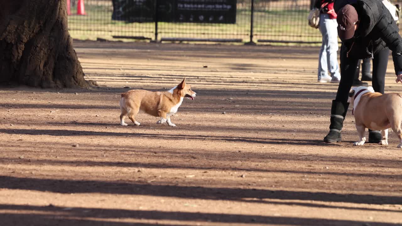 el perro recupera el juguete, regresa al dueño feliz.