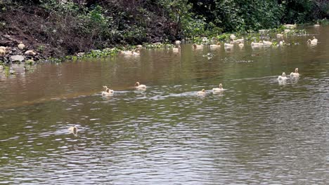 patos nadando juntos en un canal tranquilo