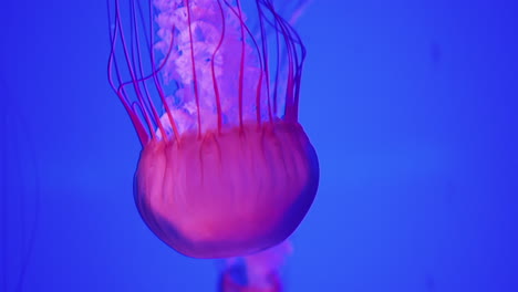 pink jellyfish on blue background