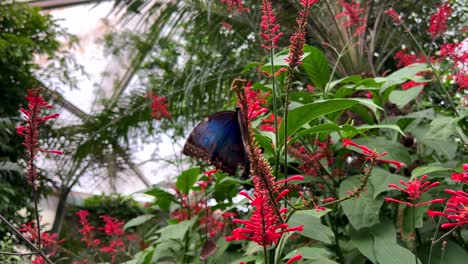 Una-Mariposa-Con-Un-Patrón-Especial-Se-Sienta-En-Una-Planta-Con-Hermosas-Flores