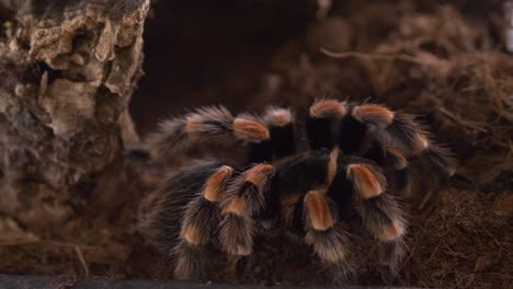 tarantula spider lasiodora parahybana in terrarium side view static