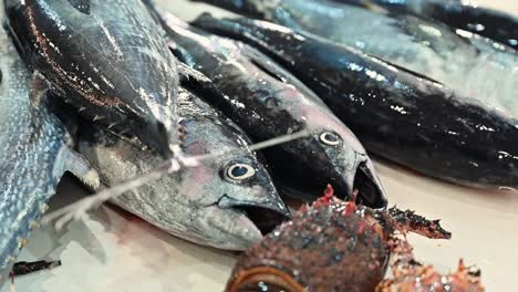 fresh seafood on display for sale in a fish market