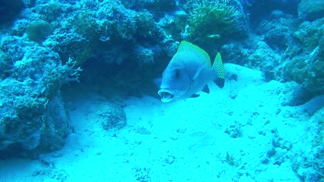 Una-Escena-Durante-El-Buceo-En-Un-Arrecife-De-Coral,-Un-Pez-Nadando-Perezosamente-Cerca-Del-Fondo-Del-Mar