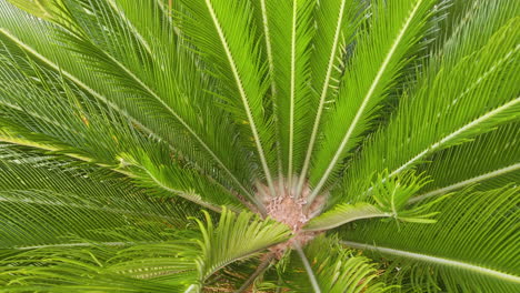 Beautiful-vase-of-cycad-palm-