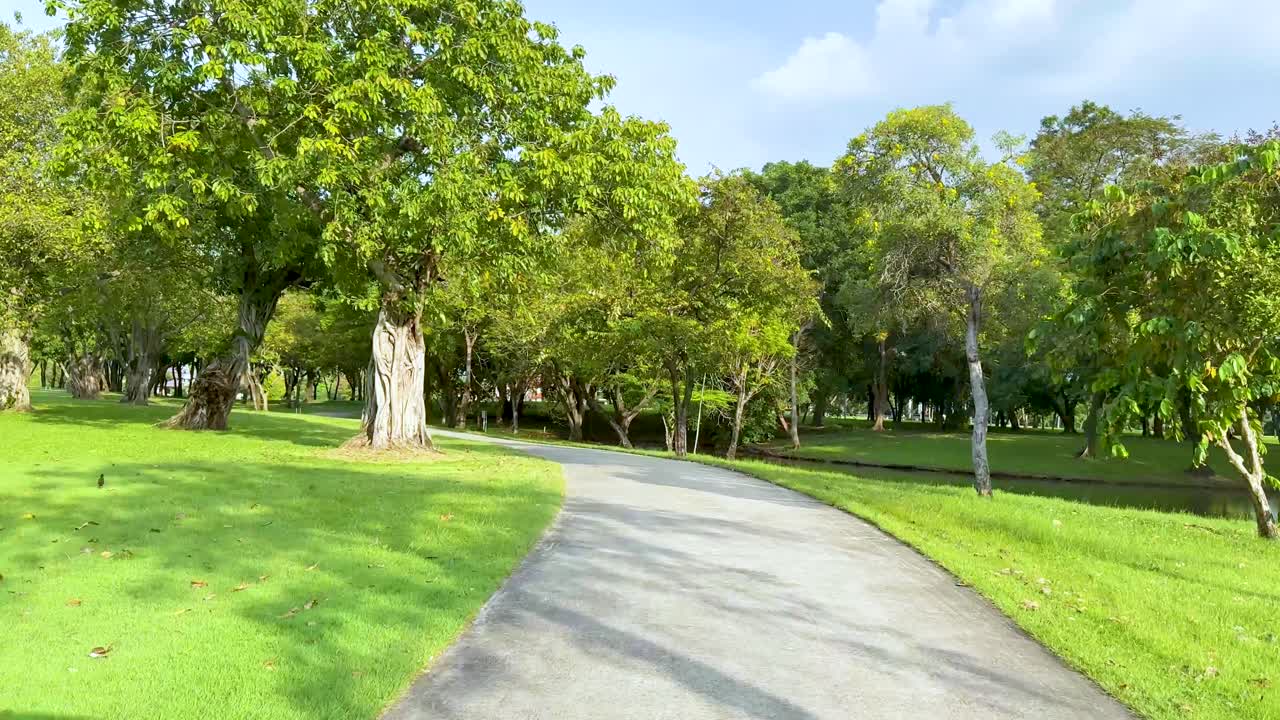 A serene walk through lush green trees