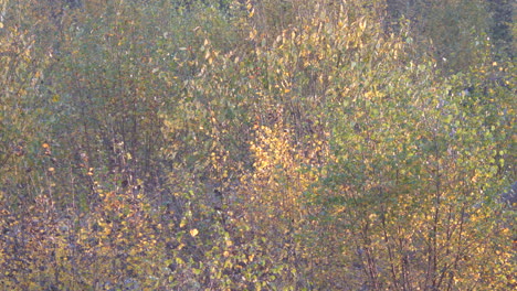 Herbstfarbene-Blätter-Wehen-Im-Wind,-Statische-Aufnahme