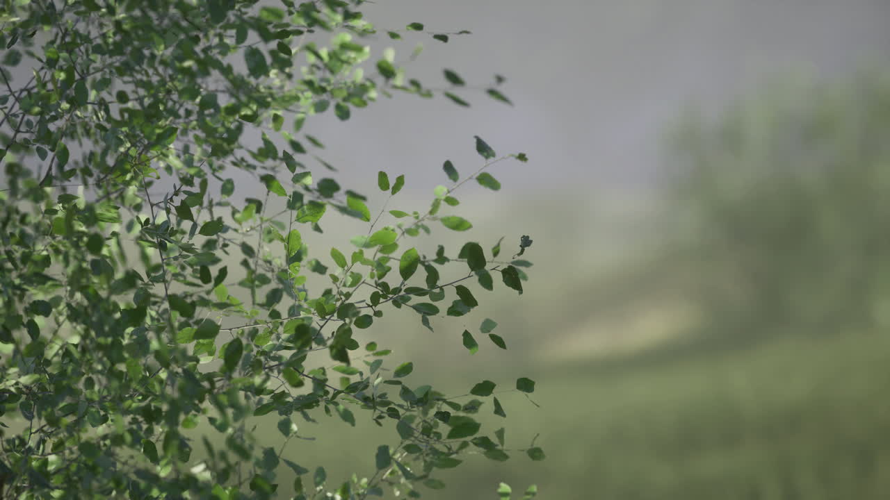 Natural greenery thrives in a serene tranquil landscape during daytime