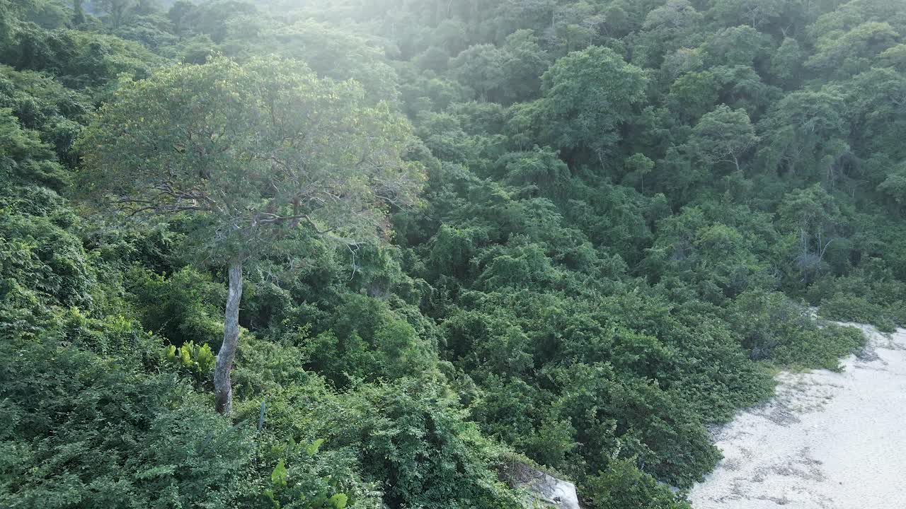 el dron se desplaza alrededor del bosque de tayrona mientras toca la playa.