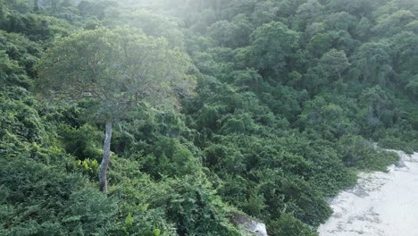 Drones-Recorre-El-Bosque-Tayrona-Cuando-Toca-La-Playa