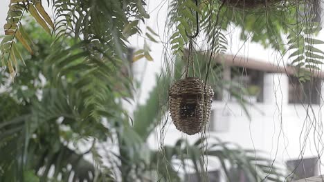 Toma-Panorámica-Del-Nido-De-Pájaro-Creado-A-Mano