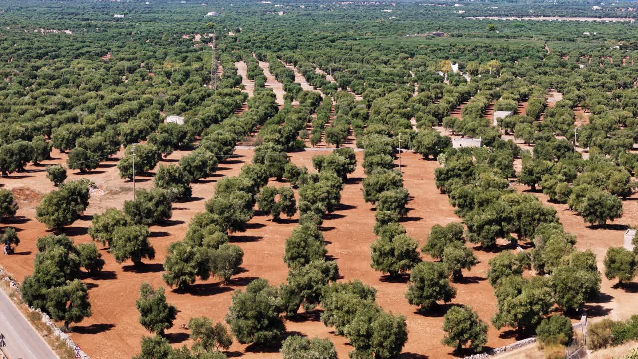 Endless olive tree plantation in Italy, aerial view