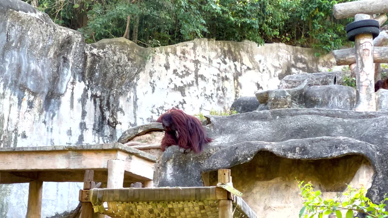 Orangutan moves around zoo enclosure in Chonburi