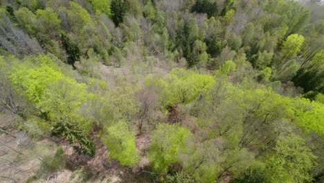 aerial breathtaking view of dense green forest trees, view down from a cliff on a sunny spring day