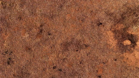 aerial view of a dog running in a dry grass field