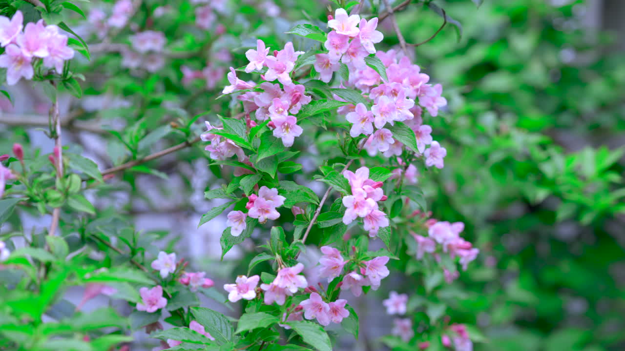 flores rosadas en una rama