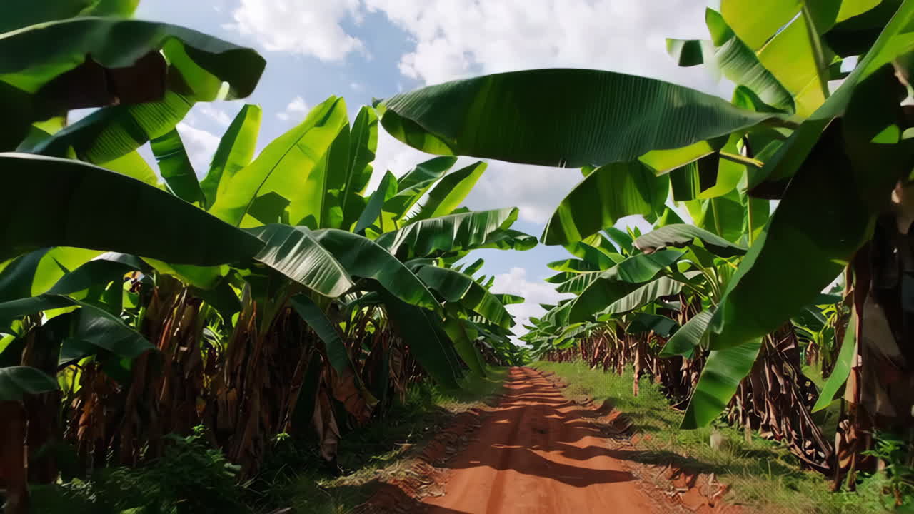 Banana Plantation Road