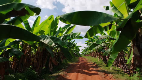 banana plantation road