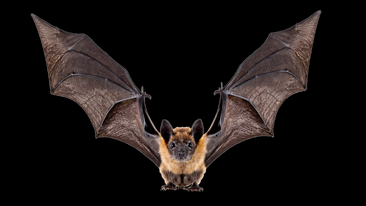 Bat with outstretched wings