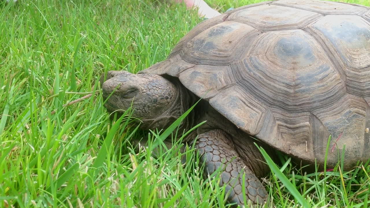 Tortoise relaxing on cool grass during a hot summer day