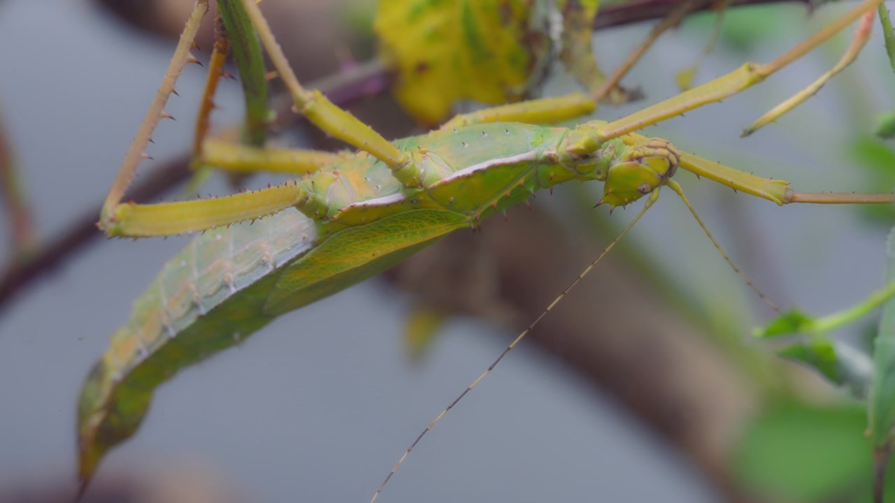 Primo piano di un insetto ninfa della giungla appeso a un albero