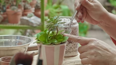 succulent plants on a garden being cared by a mature woman's hands