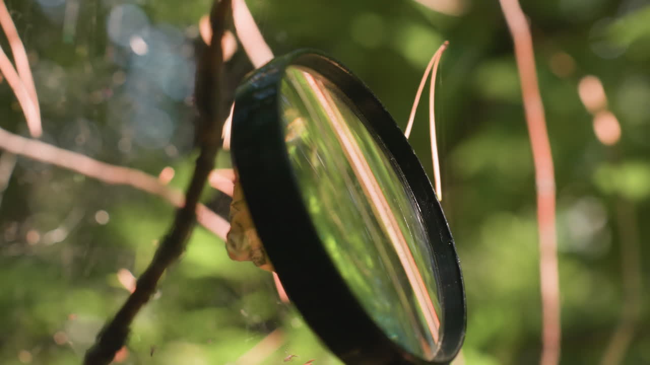 Human hand holding microscope to observe spider webs with dry leaves entangled on thin threads illuminated by bright sunlight in forest, emphasizing fragile cobweb structure glowing