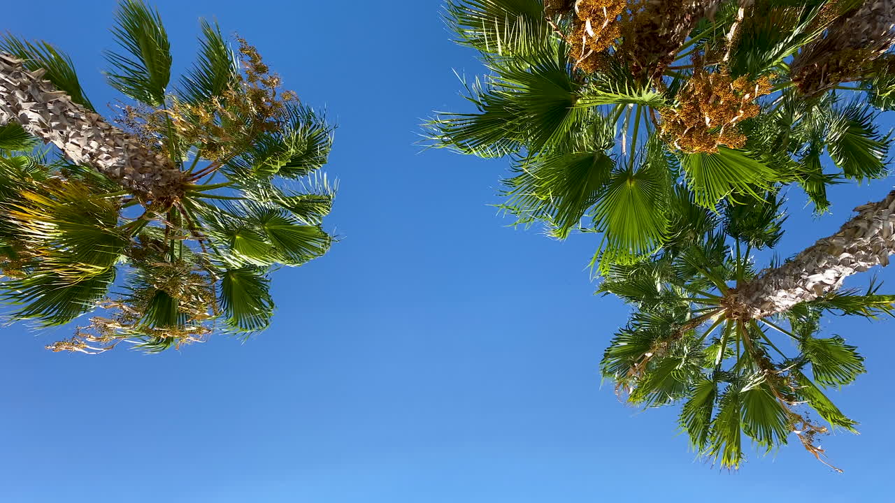 화창한 여름에 푸른 하늘에 야자수를 올려다